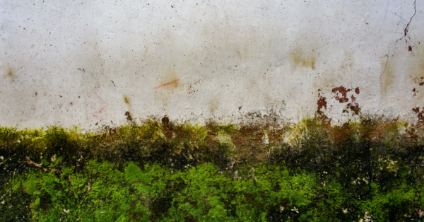 Does Rendering Stop Damp What Leicester Homeowners Need to Know